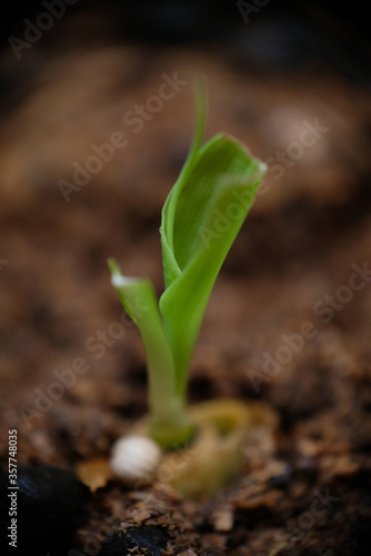 Close up of water spinach sprouts. Germination of water spinach. Hydroponic water spinach in vegetable basin.