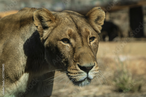  curious lioness headshot