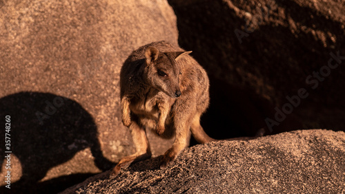 wallaby sitting on a rock