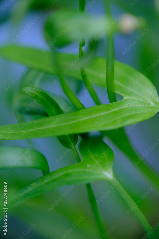 Fototapeta premium Close up of water spinach sprouts. Germination of water spinach. Hydroponic water spinach in vegetable basin.