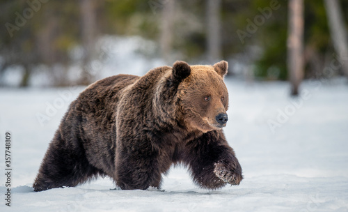 Adult Male of Brown Bear on the snow in winter forest. Close up. Scientific name: Ursus Arctos. Wild Nature. Natural Habitat. © Uryadnikov Sergey