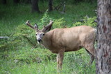 Deer In The Woods, Jasper National Park, Alberta
