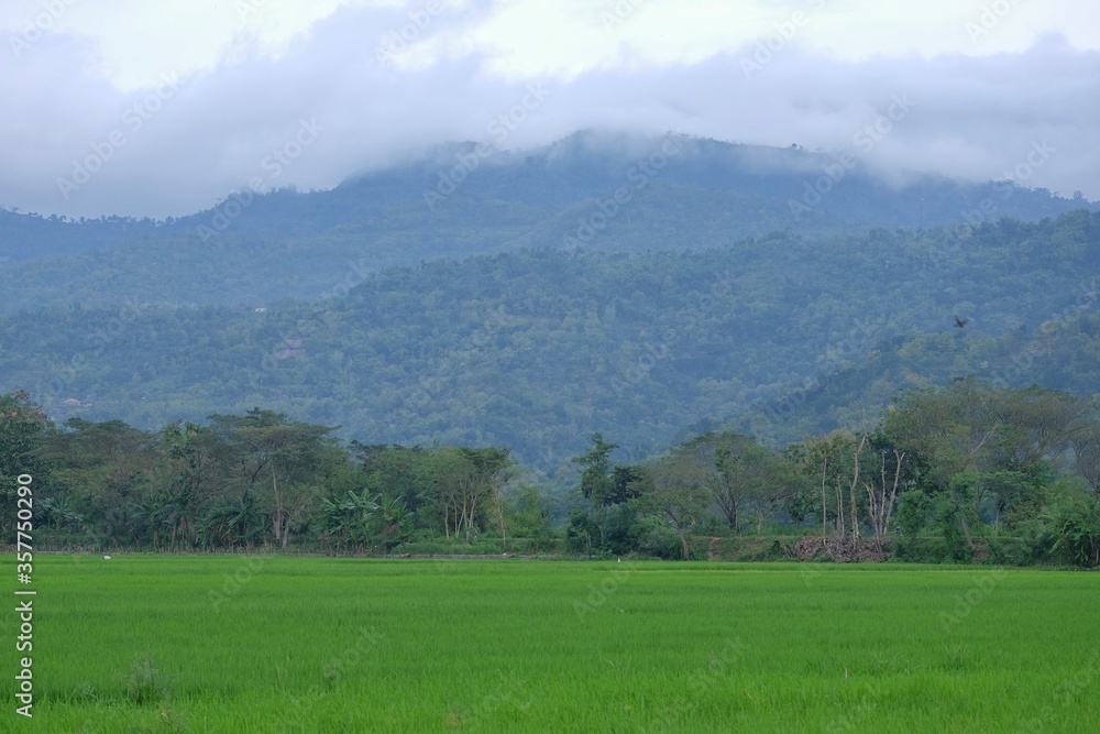 Rice fields with green hills with a tropical climate that fertilize the land