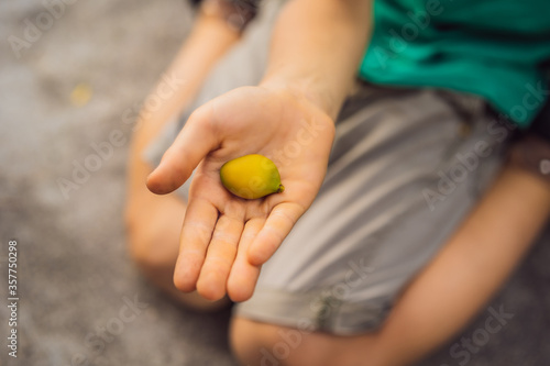 Micro yellow mango in a boy's hand