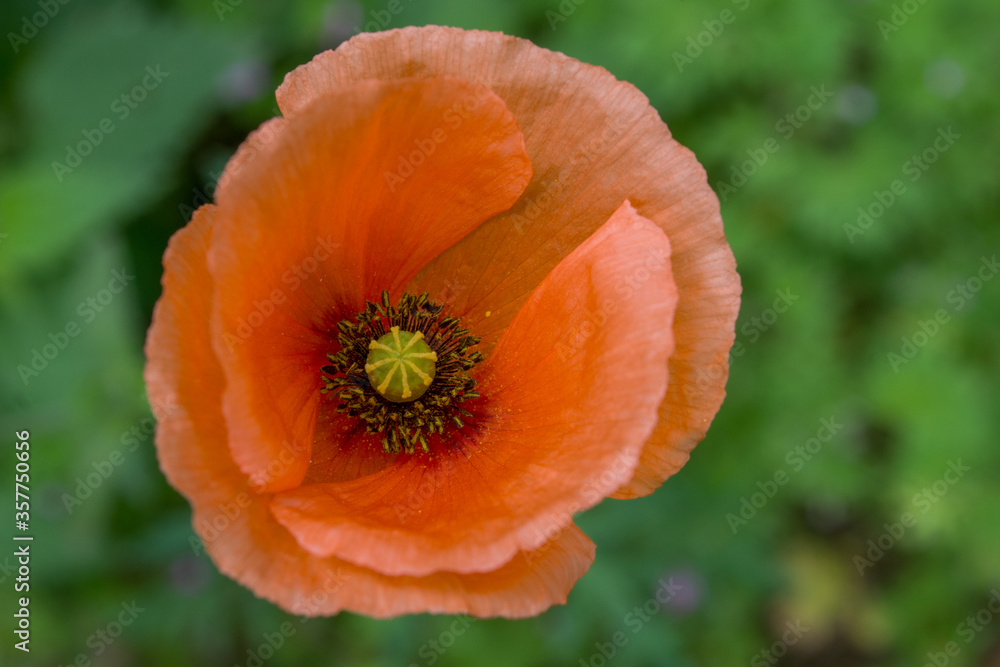 Blooming open tender flower of a field poppy of bright scarlet color with a yellow pestle and stamens showered with pollen in the middle against a background of blurred juicy green grass, top view. Blooming open tender flower of a field poppy of bright scarlet color with a yellow pestle and stamens showered with pollen in the middle against a background of blurred juicy green grass, top view.