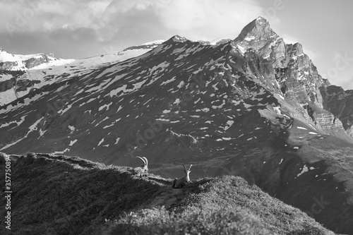Capricorn Alpine Ibex Capra ibex Mountain Swiss Alps Black and White Landscape Scenery