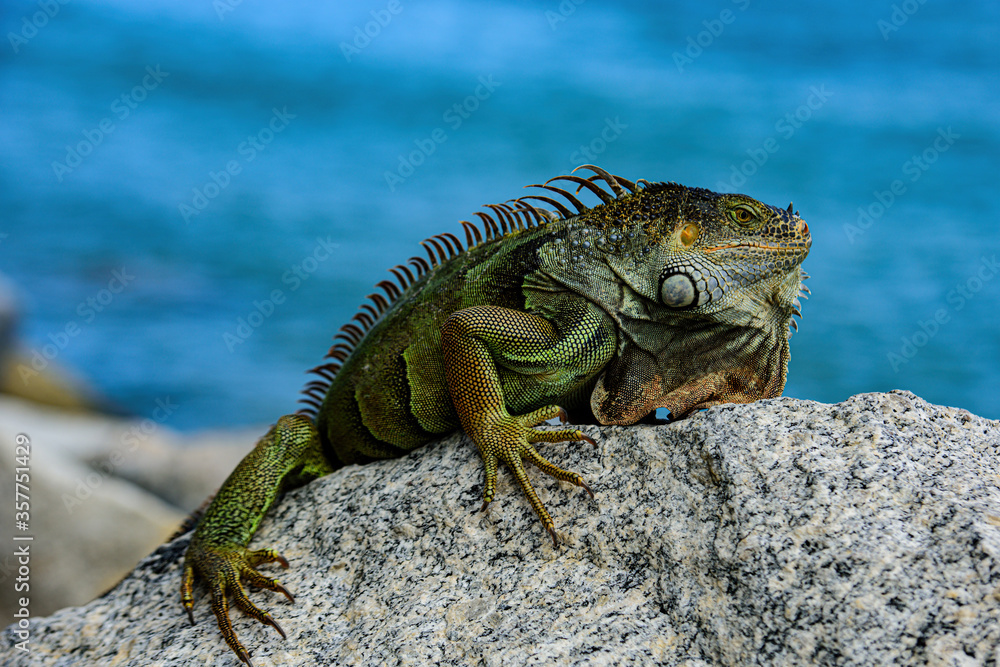 Fototapeta premium Green lizards iguana. Iguana dragon.