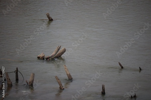 ducks on the river