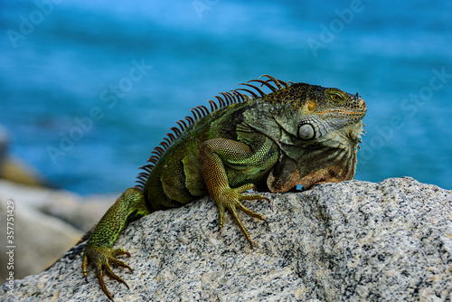 Green lizards iguana. Iguana dragon. © Volodymyr