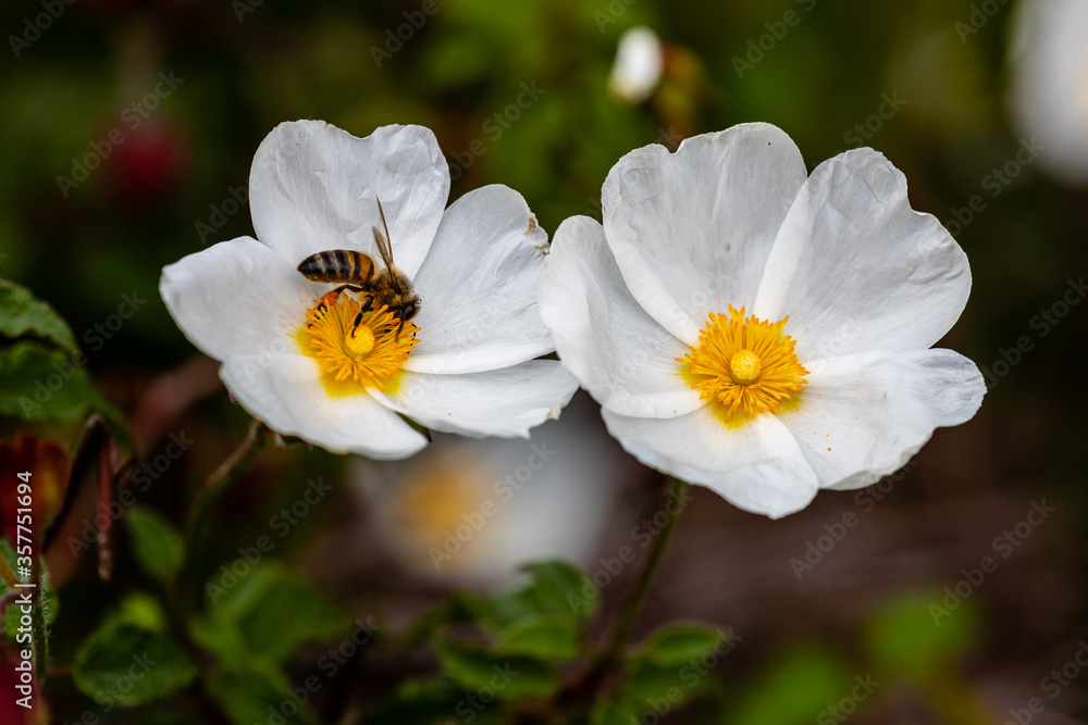 bee on little white flowers