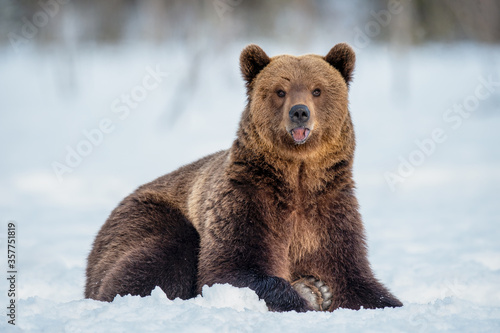 Brown bear on the snow in winter forest. Scientific name: Ursus Arctos. Wild Nature. Natural Habitat.