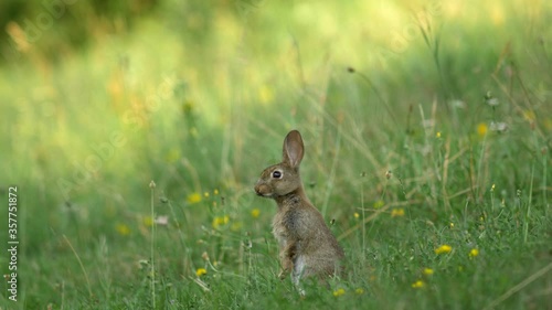 a young wild rabbit is on the lookout in a meadow.