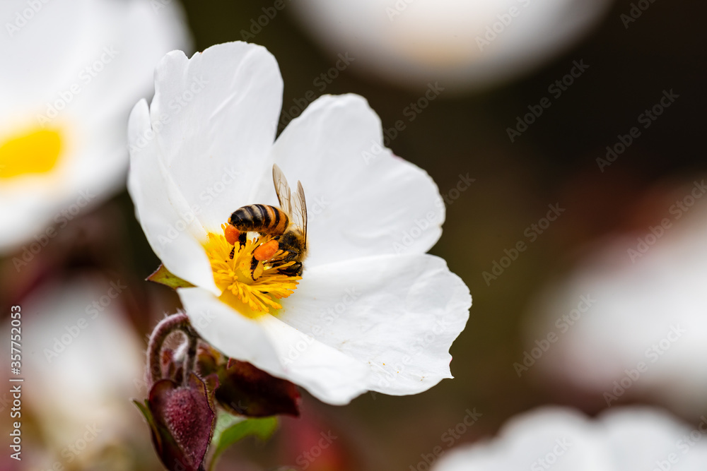 bee on little white flowers bee on little white flowers