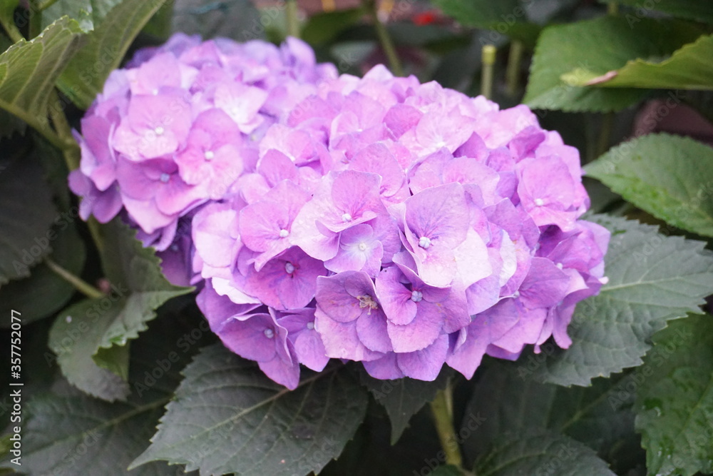 Big pink hydrangea
ピンクの大きな紫陽花