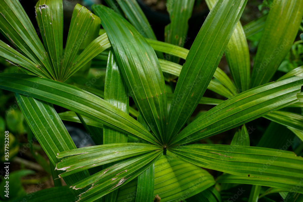 tropical green leaves. summer background tropical green leaves. summer background