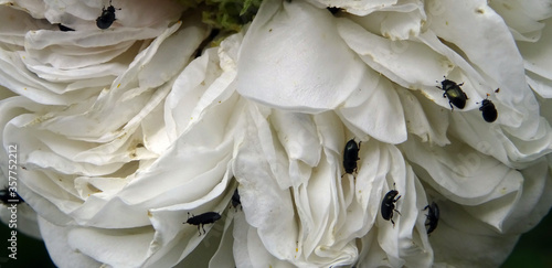 Foto Insectes sur rose blanche