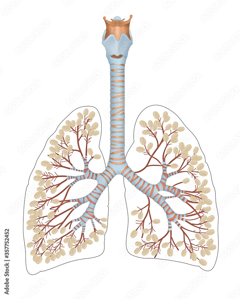 Illustrazione Stock Alveoli in lungs. A pulmonary alveolus (plural