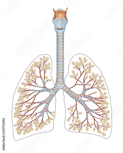 Fotografi Alveoli in lungs