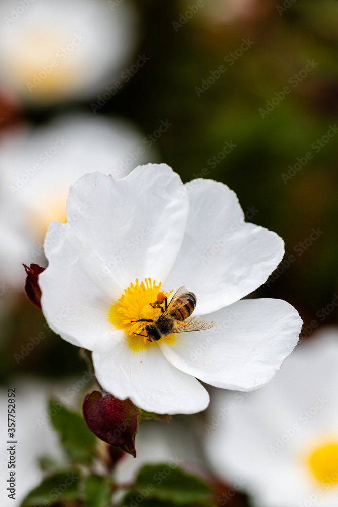 Closeup of a bee with white flower Closeup of a bee with white flower