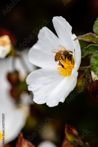 Closeup of a bee with white flower