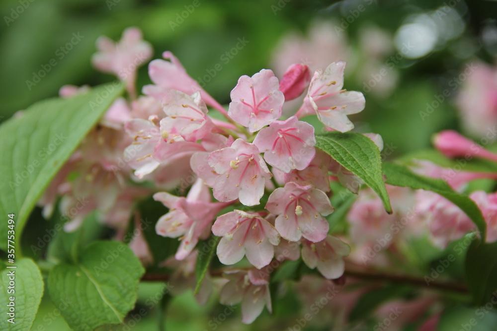 Obraz premium タニウツギ(ヤマウツギ)の花