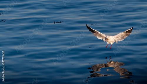 A seagull landing on blue water, with its reflection visible.