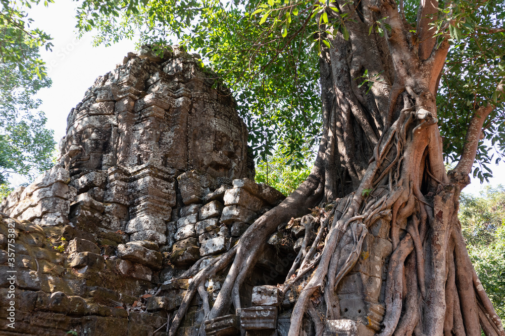 Alive tree growing next to four carved faces at ancient temple Ta Som in Angkor region, Bayon, Siem Reap, Cambodia, South east Asia