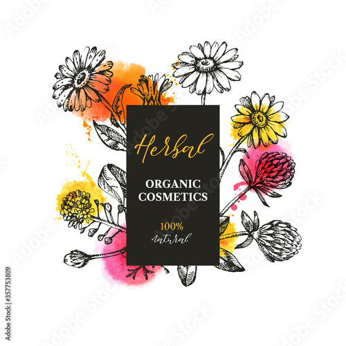 Hand drawn sketch waytercolor wildflowers background. Vector illustration of medical herbs and flowers. Natural cosmetics packaging design