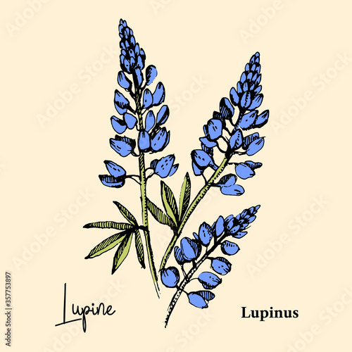 Hand drawn sketch botanical wildflower background. Vector illustration of medical herb. Lupine flower