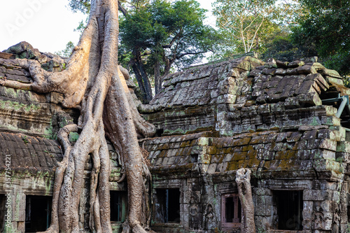Tree invading ruins at Ta Prohm temple. Big heavy roots growing on roof falling to ground of the gallery. One of the most visited temples in Angkor region. Bayon, Siem Reap, Cambodia, South east Asia