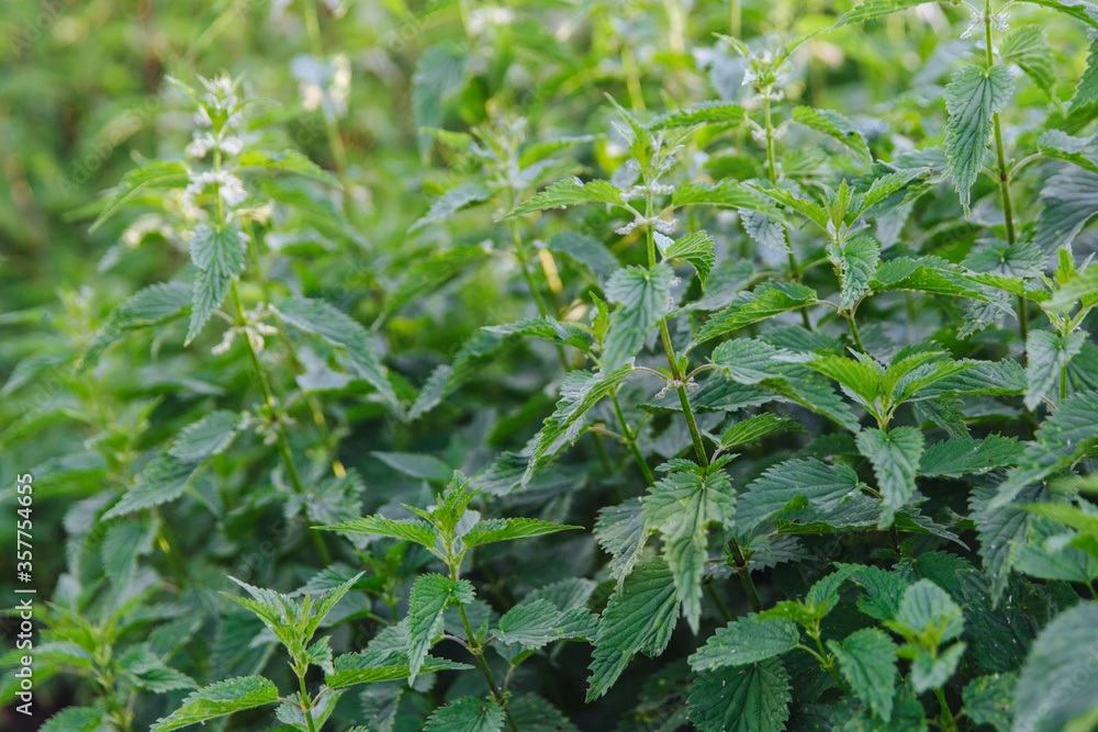 Nettle with green leaves. Nettle plants grow in the ground. Nettle with green leaves. Nettle plants grow in the ground.