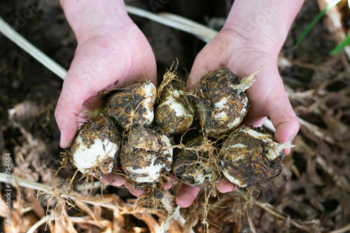 Man holding flower bulbs in his hands. Garden work concept. Fritillaria imperialis rubra.