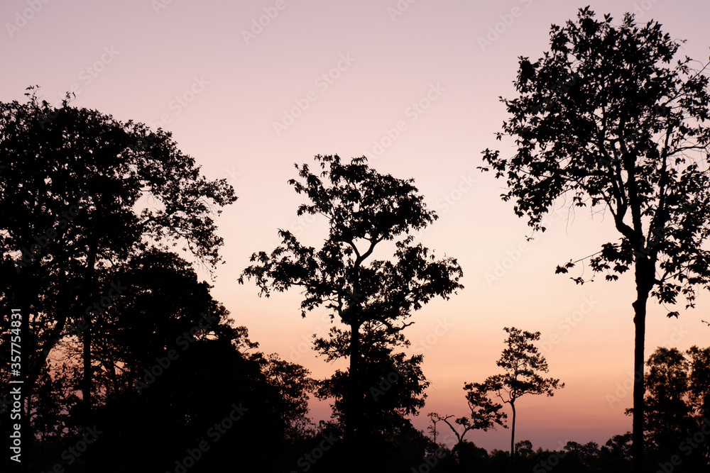 Fototapeta premium shadow tree in the morning first light