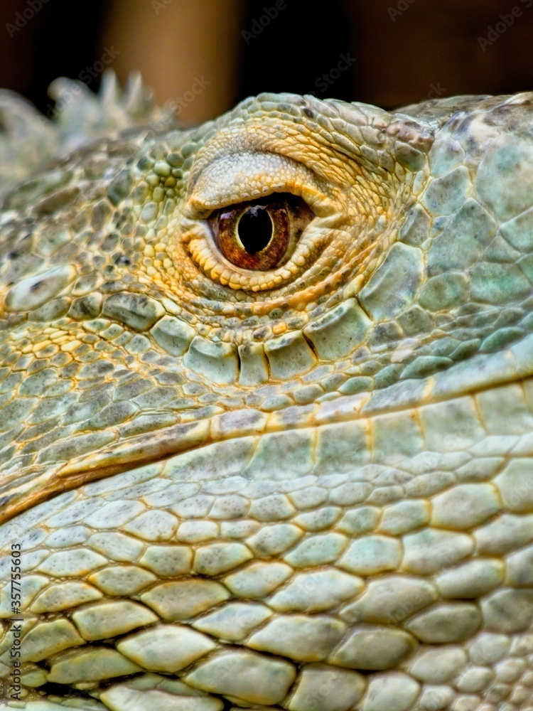 Green Iguana staring in the camera, close-up Green Iguana staring in the camera, close-up