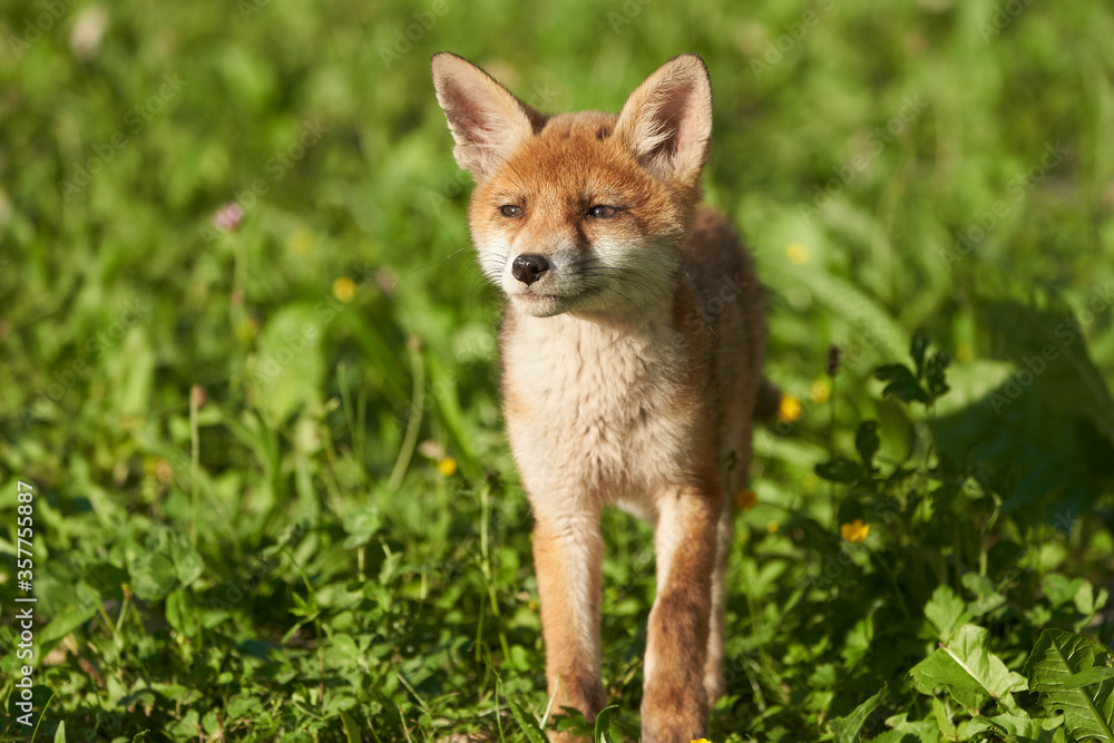 Red Fox Portrait Vulpes Vulpes Evening Sun