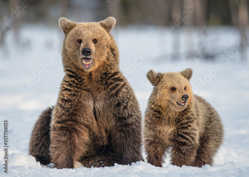 She-bear and bear cub on the snow in winter forest. Wild nature, Natural habitat. Brown bear, Scientific name: Ursus Arctos Arctos.