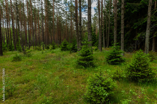 forest in the morning