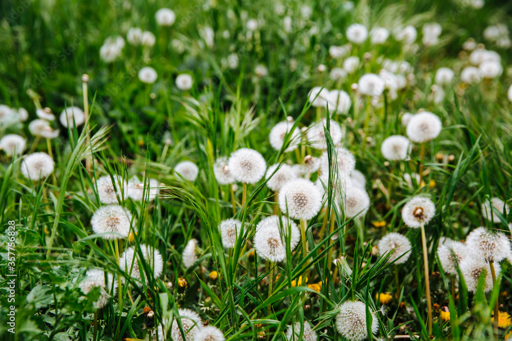 Green field with yellow and white dandelions Green field with yellow and white dandelions