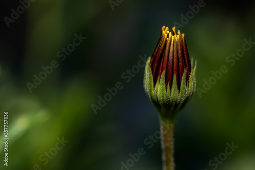 Budding daisy flower on blurred background © Andrew