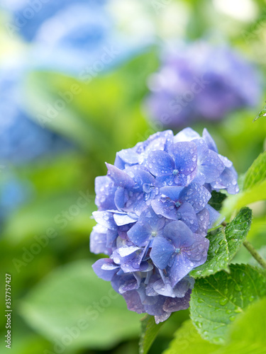 雨上がりのアジサイの花