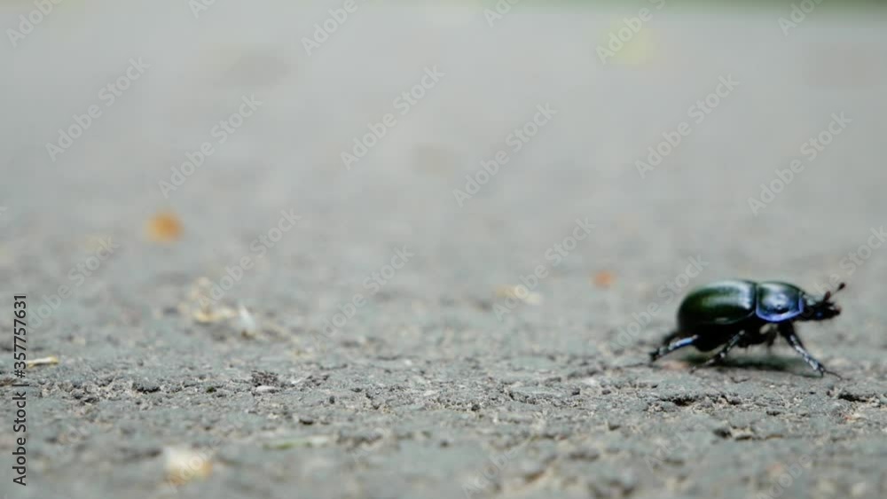 Bung beetle on asphalt in forest. Static close up shot. Bung beetle on asphalt in forest. Static close up shot.