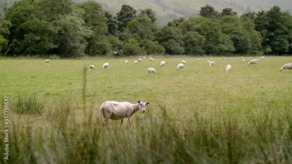 Flock of white sheep grazing in pasture in Scottish Highlands, livestock breeding Flock of white sheep grazing in pasture in Scottish Highlands, livestock breeding