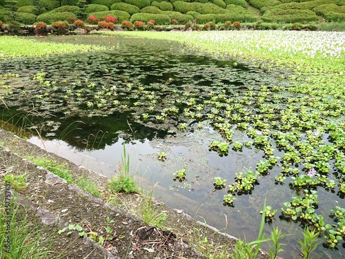 石段と水面に茂る水草の公園