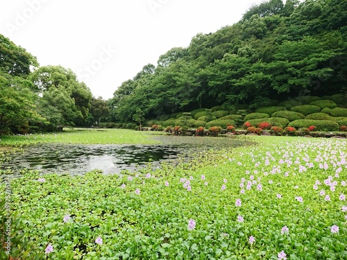 ホテイアオイの咲く池の公園