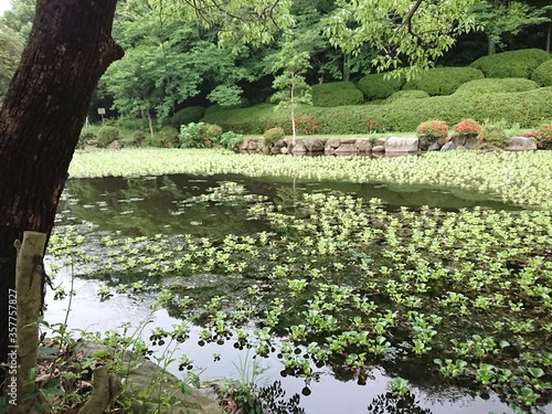 水草の生い茂る街中の公園