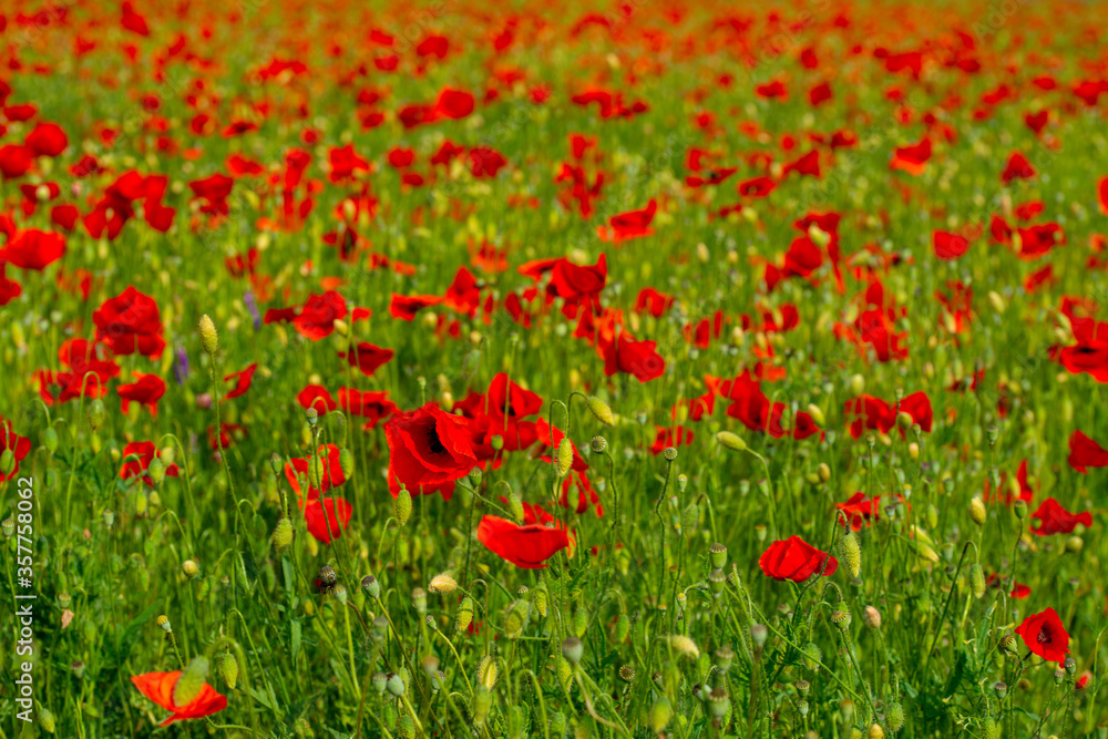 red poppies and vegetation on the green plain