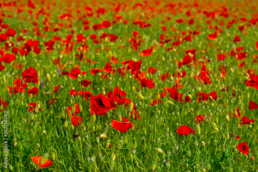 red poppies and vegetation on the green plain red poppies and vegetation on the green plain