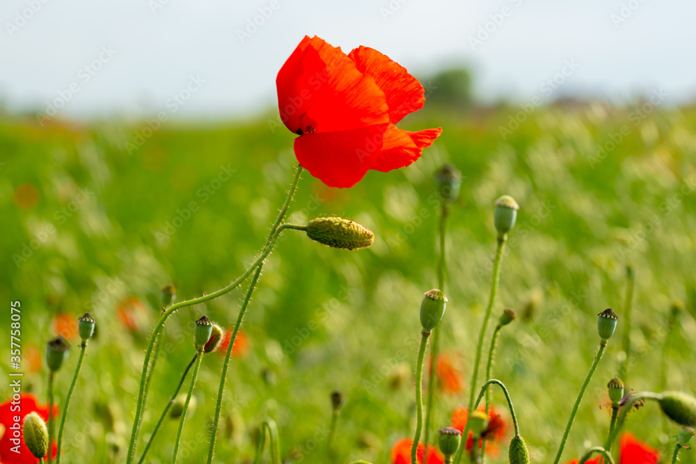 Obraz premium red poppies and vegetation on the green plain