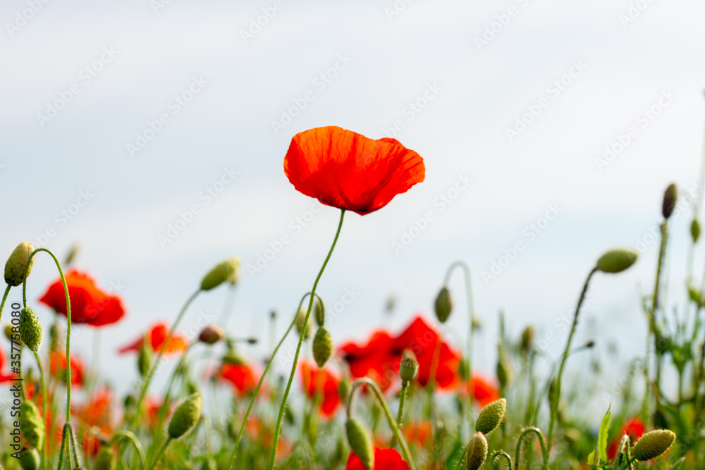 Fototapeta premium red poppies and vegetation on the green plain