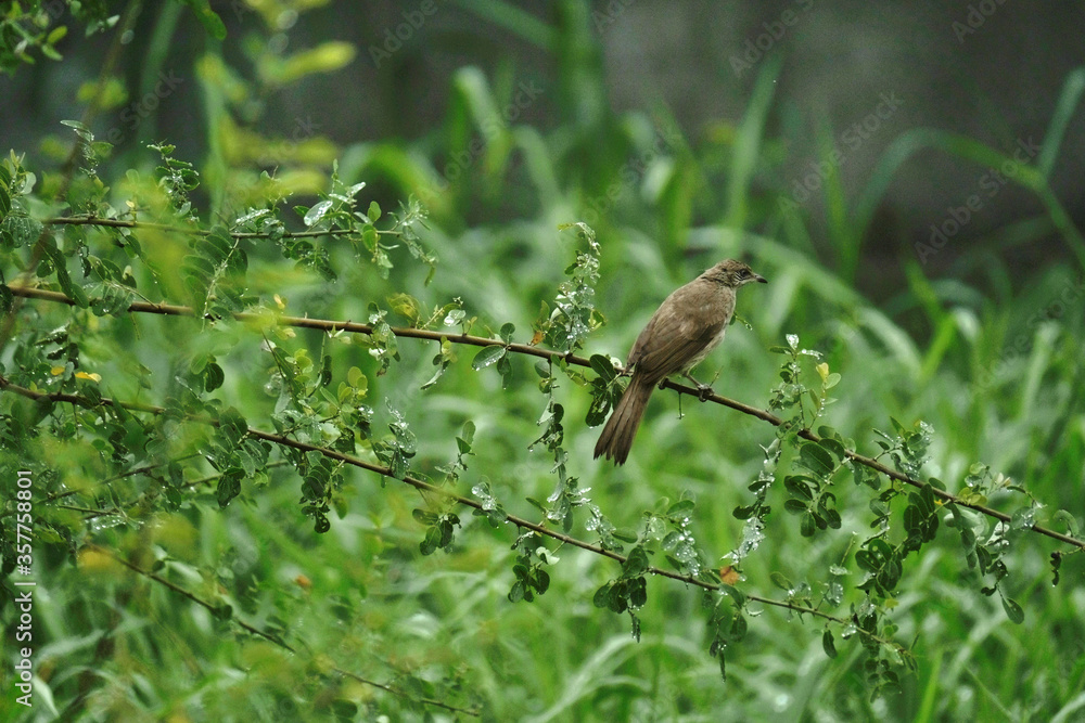 Sparrow on the tree he Looking for food. 